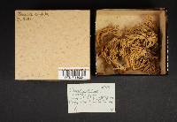 Clavulina coralloides image