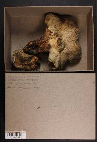 Albatrellus ovinus image