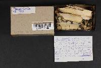 Phanerochaete sordida image