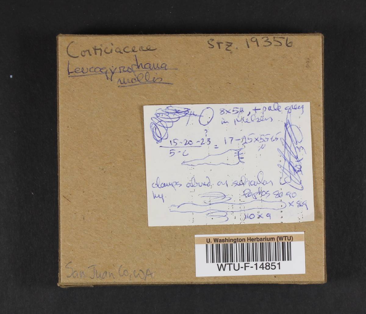 Amylocorticiellum molle image