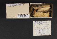Phanerochaete sordida image