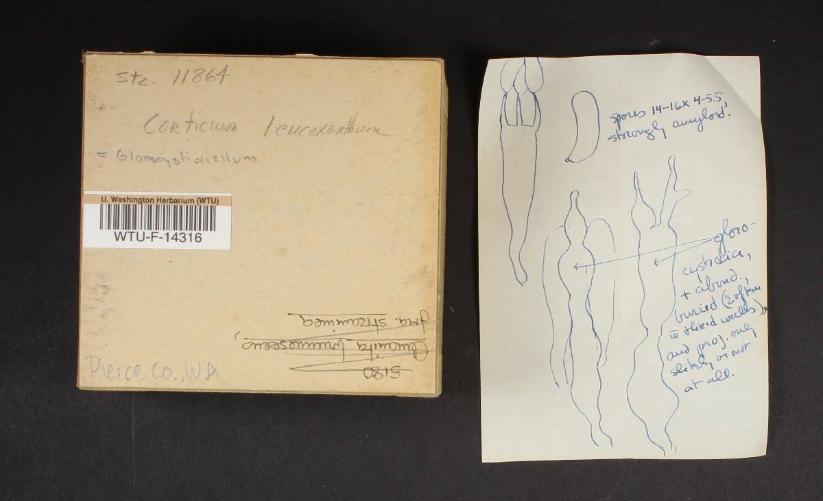 Gloeocystidiellum leucoxanthum image