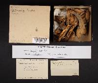Gomphus clavatus image