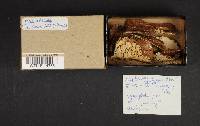 Hyphoderma setigerum image