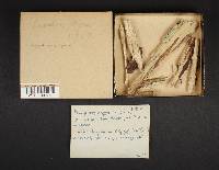 Hyphoderma setigerum image