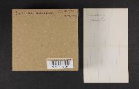 Sarcodon scabrosus image