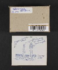 Tubulicrinis gracillimus image
