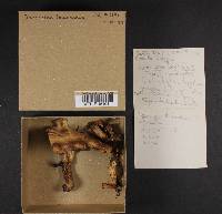 Thumbnail image of current specimen