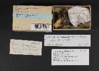 Gyromitra melaleucoides image