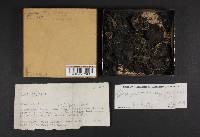 Geopyxis carbonaria image