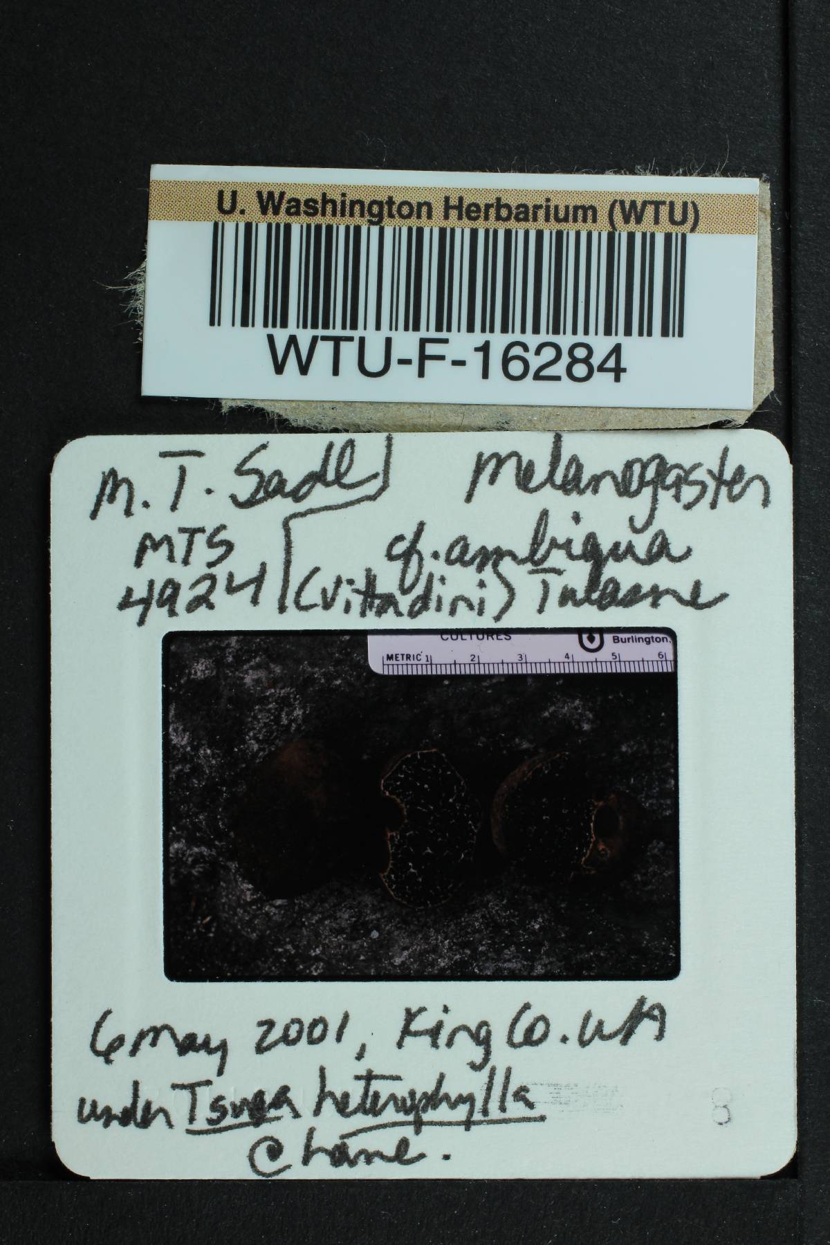Melanogaster ambiguus image