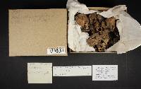 Gyromitra infula image