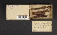 Lachnum virgineum image