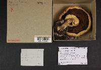 Agaricus hondensis image