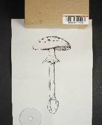 Amanita cothurnata image