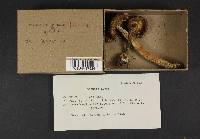 Thumbnail image of current specimen