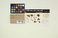 Media resource of Inocybe chalcodoxantha