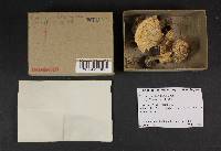Agaricus placomyces image