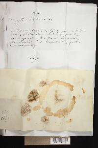Agaricus silvaticus image