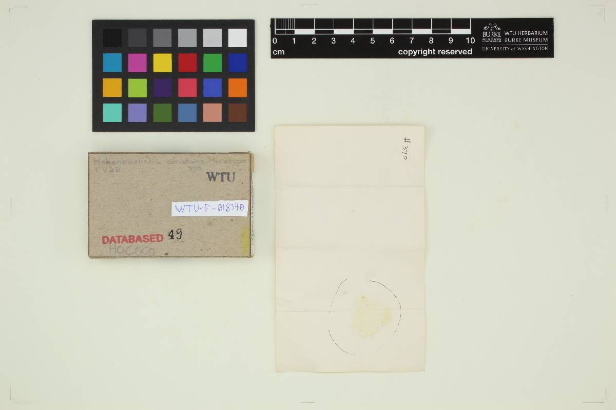 Hohenbuehelia constans image