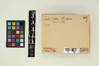 Media resource of Chrysoconia orthospora