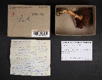 Agaricus silvicola image