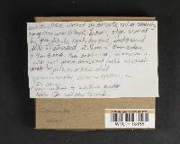 Amanita porphyria image