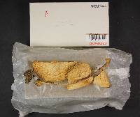 Agaricus silvicola image