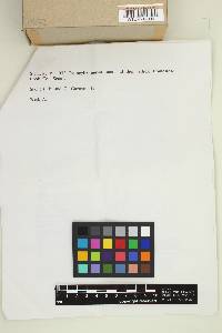 Psilocybe azurescens image