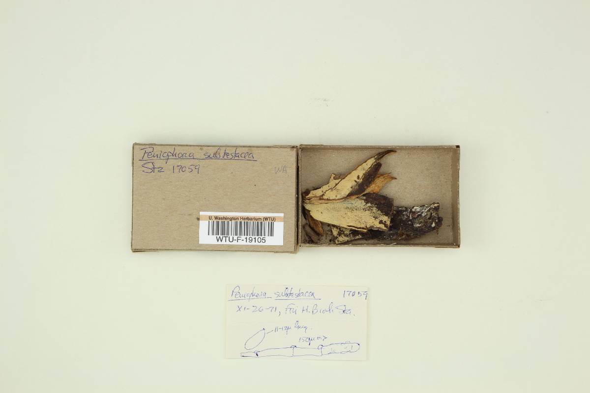 Hyphodontia subalutacea image