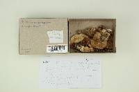 Tricholoma inamoenum image