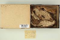Phanerochaete sordida image
