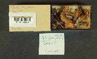 Pluteus chrysophaeus image