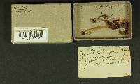 Inocybe obscura image