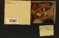 Inocybe sororia image
