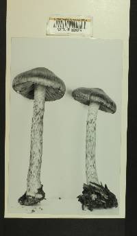 Inocybe obscura image