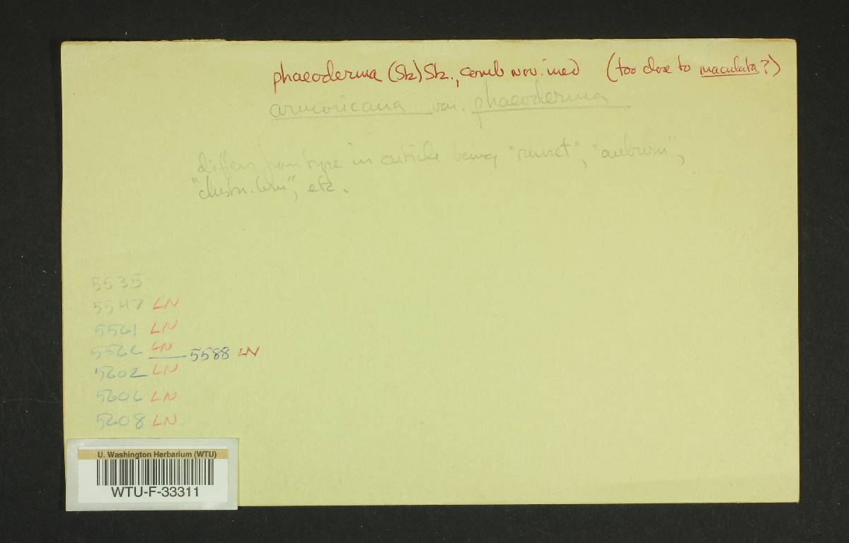 Inocybe neobrunnescens image