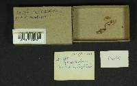 Inocybe griseoscabrosa image
