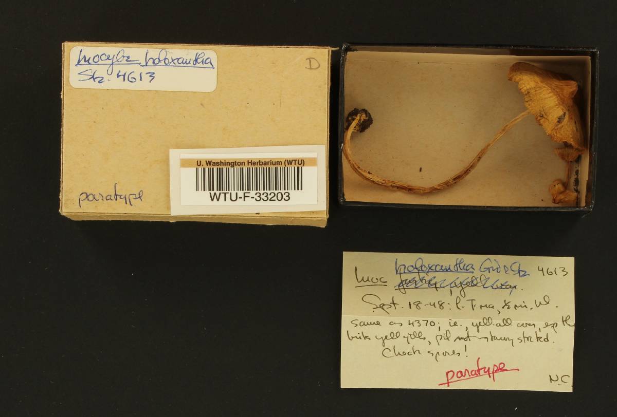 Inocybe holoxantha image