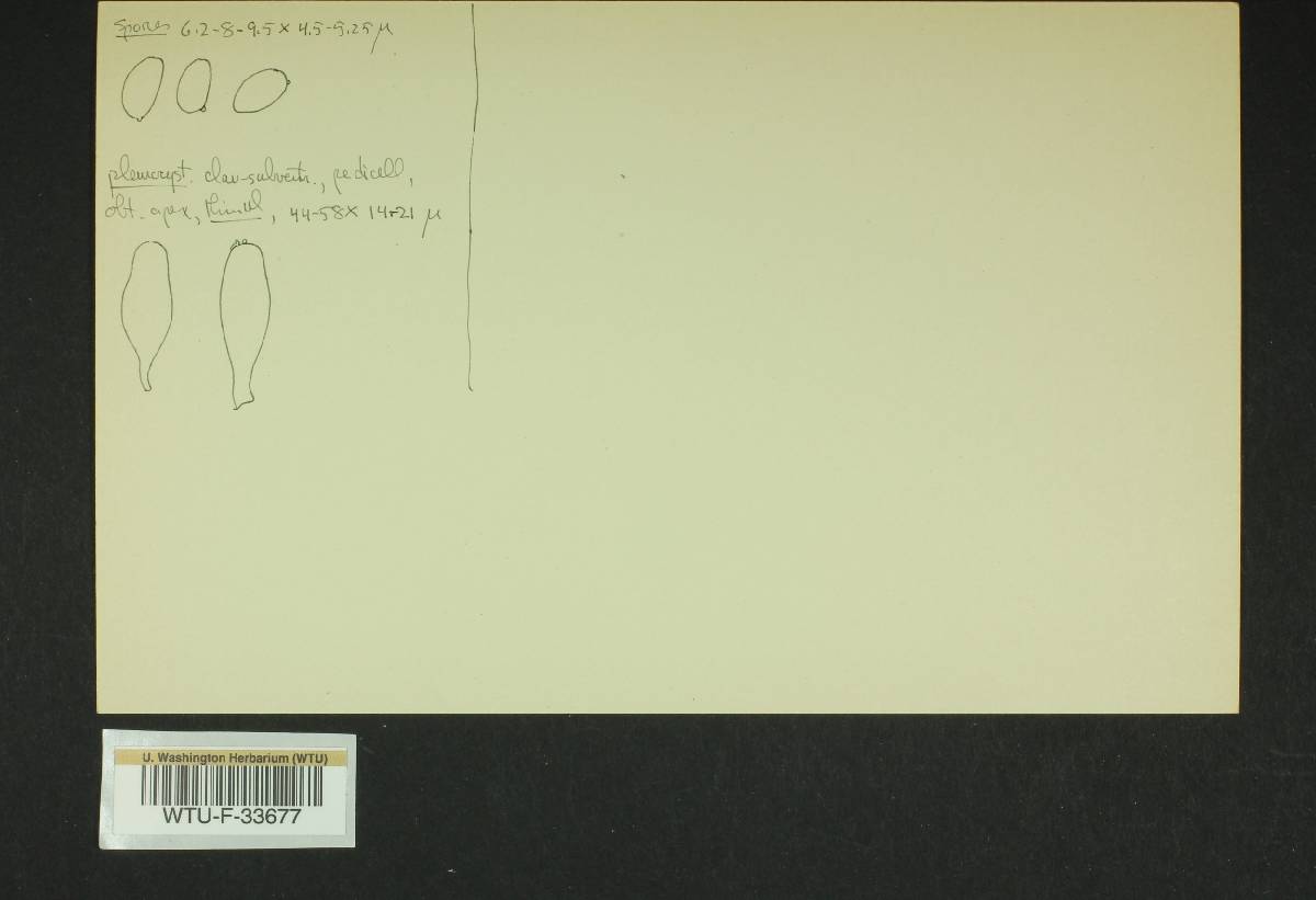 Inocybe melanopoda image