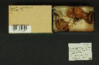 Inocybe armoricana image