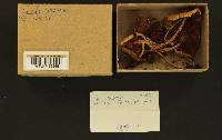 Inocybe sororia image