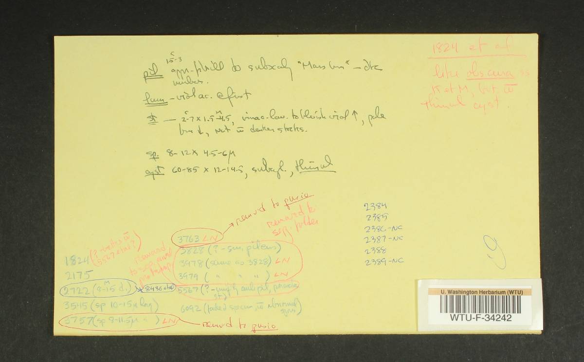 Inocybe obscura var. obscurissima image