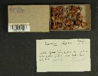 Inocybe calospora image
