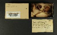Thumbnail image of current specimen