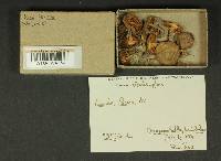 Inocybe lacera image