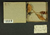 Inocybe lacera image