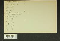 Inocybe lacera image