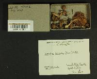 Inocybe obscura image