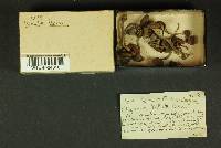Inocybe lacera image